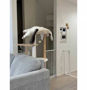 キャットタワーがお気に入りの猫　予想外すぎる寝相に「笑った」