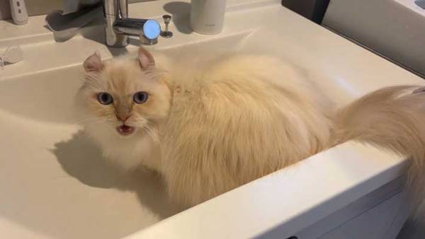 洗面台に入ってみたけど…　展開に「ななな、なんで！？」