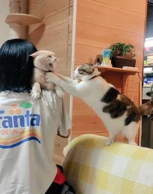 娘に抱っこされる猫　嫉妬したもう１匹が…「笑わないの無理やろ」「好きすぎる」