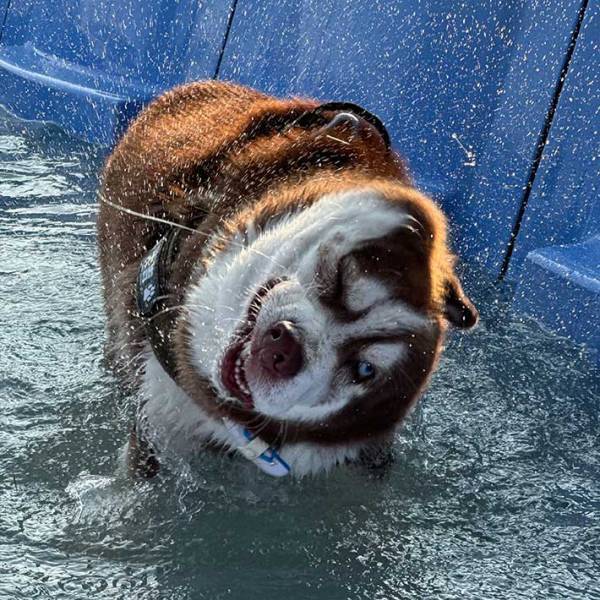 プールで遊ぶハスキーの表情が…　光景に「面白すぎるでしょ」「顔、顔ー！」