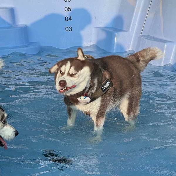 プールで遊ぶハスキーの表情が…　光景に「面白すぎるでしょ」「顔、顔ー！」