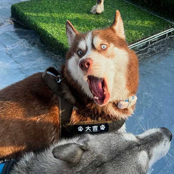プールで遊ぶハスキーの表情が…　光景に「面白すぎるでしょ」「顔、顔ー！」