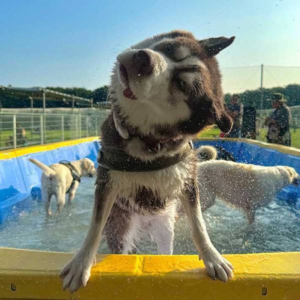 プールで遊ぶハスキーの表情が…　光景に「面白すぎるでしょ」「顔、顔ー！」