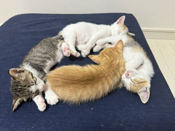 「その場から動けなくなった」　クッションの上を見ると？