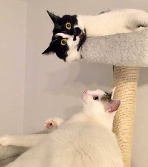 横たわる猫　下からもう１匹がちゅっとキスをすると…「童話の絵本みたいな反応」