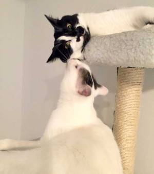 横たわる猫　下からもう１匹がちゅっとキスをすると…「童話の絵本みたいな反応」