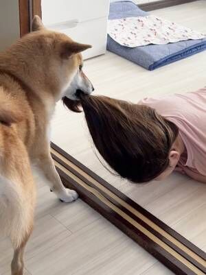 柴犬と飼い主の写真