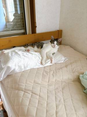 新しい枕を買った飼い主　導入した結果に「わろた」「買い物成功である」