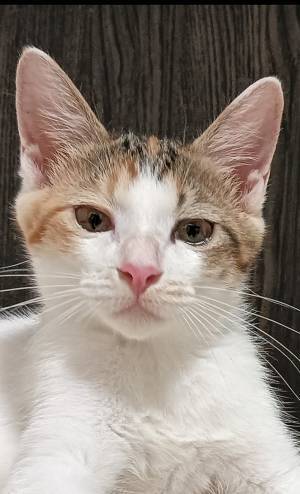 ごはんをあげようと思った飼い主　５万『いいね』を集めた表情がこちら