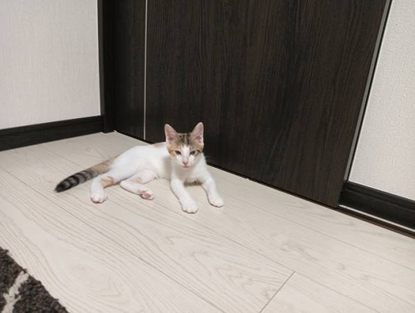 ごはんをあげようと思った飼い主　５万『いいね』を集めた表情がこちら