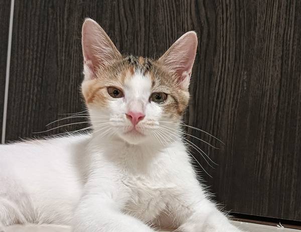 ごはんをあげようと思った飼い主　５万『いいね』を集めた表情がこちら