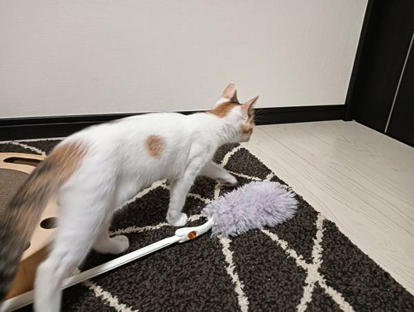 ごはんをあげようと思った飼い主　５万『いいね』を集めた表情がこちら