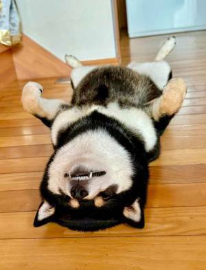 クセが強い…　柴犬の寝方に「電車で吹いた」「警戒心失いすぎ」