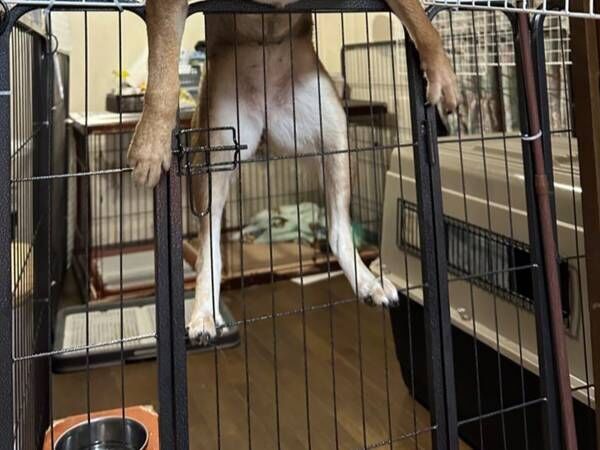 飼い主「もはや人間」　四国犬の１枚に「SASUKEに出れる」「ラスボス感」