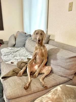 「二度見した」「お父さん感」　散歩に誘われた犬、表情がこちら