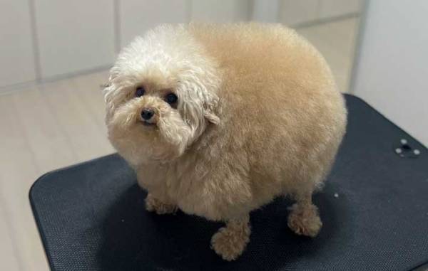 モフモフな毛をカットして…　プードルの写真に「思いっきり笑った」「これは神ビジュ」