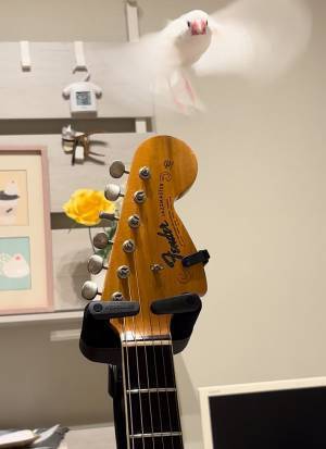 ギターに天使が舞い降りた！　部屋にいた飼い主がとらえた１枚がこちら