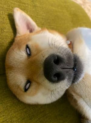 眠っている柴犬　「怖すぎる」と話題の１枚がこちら