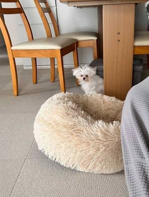 寝起きの犬に「笑った」「たまらん」　しょぼしょぼの綿毛みたいな姿が、コチラ