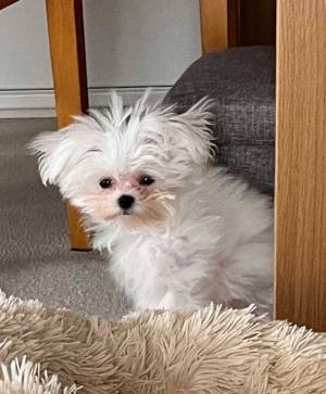 寝起きの犬に「笑った」「たまらん」　しょぼしょぼの綿毛みたいな姿が、コチラ