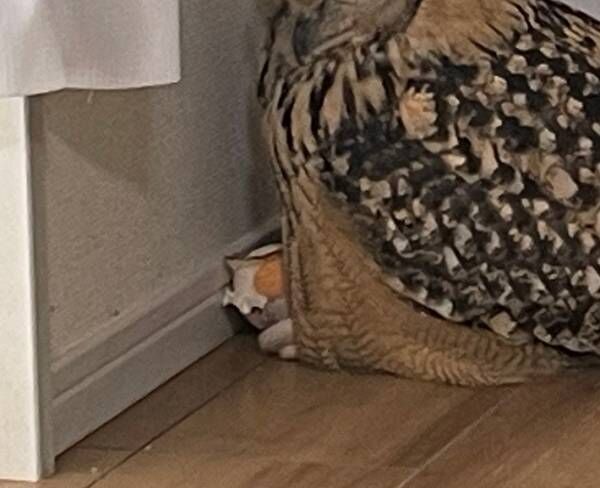 ミミズクの写真