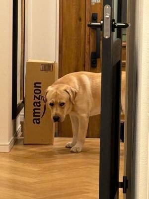 悲しそうな顔のラブラドール　その理由に「そんなに悲しまなくても…」