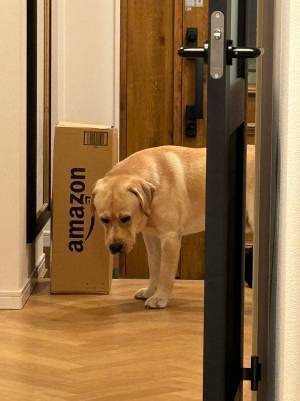 悲しそうな顔のラブラドール　その理由に「そんなに悲しまなくても…」