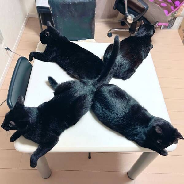 猫の写真