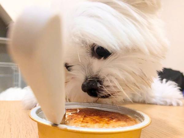 飼い主「親のかたきを見る目なんよ」　犬の表情に「すごい形相」「食べづれぇ」