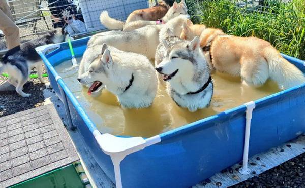プールの水が１時間後…？　濃厚すぎる『ハスキーの出汁』に「吹き出すかと思った」