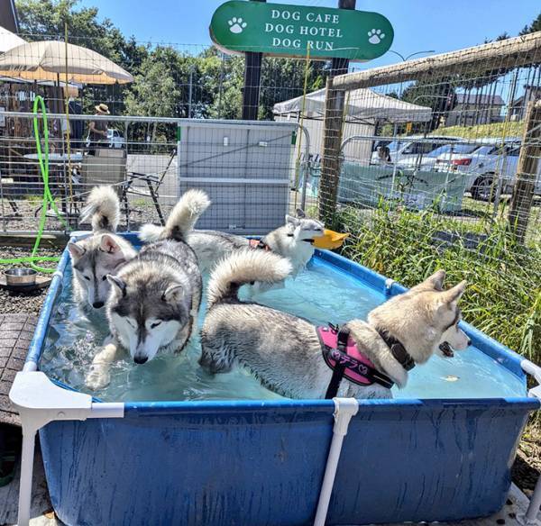 プールの水が１時間後…？　濃厚すぎる『ハスキーの出汁』に「吹き出すかと思った」