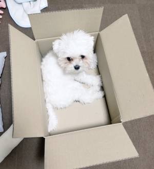 ダンボールが大好きな犬　とった行動に「それは無理がある」「ごめん吹いた」