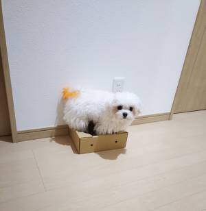 ダンボールが大好きな犬　とった行動に「それは無理がある」「ごめん吹いた」