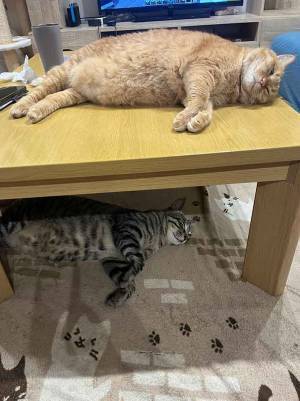 飼い主「似てくるのかな」　２匹の写真に「笑った」「貴重な１枚」