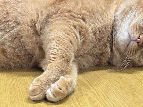 飼い主「似てくるのかな」　２匹の写真に「笑った」「貴重な１枚」