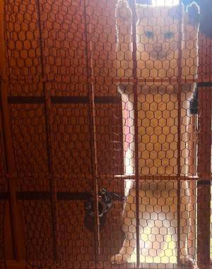 部屋から視線を感じると？　ドラマのワンシーンのような１枚に「これはたまらん」