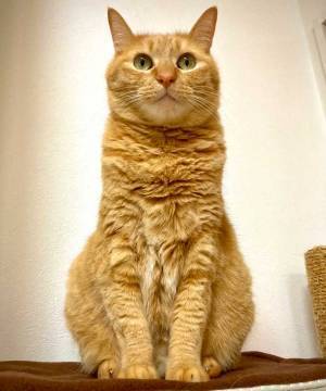 飼い主「家に神がいます」　一点を見つめる猫の姿が…「猫像建てたくなる」「拝まなきゃ」