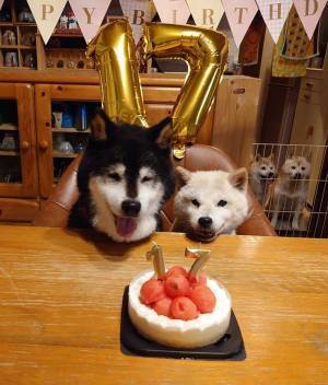 柴犬の老夫婦に「おめでとう」の声　２匹の写真に癒される