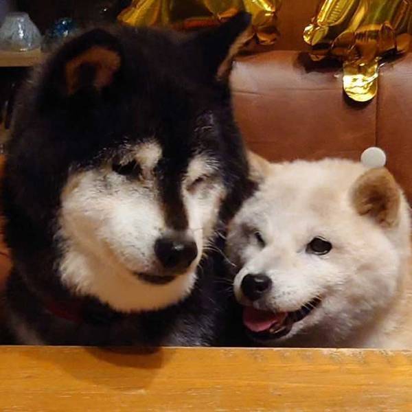 柴犬の老夫婦に「おめでとう」の声　２匹の写真に癒される