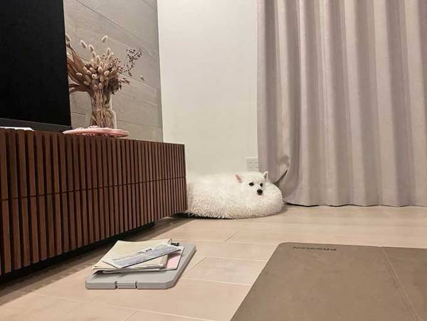 『１２万人』が爆笑！　クッションに収まった愛犬の姿が…