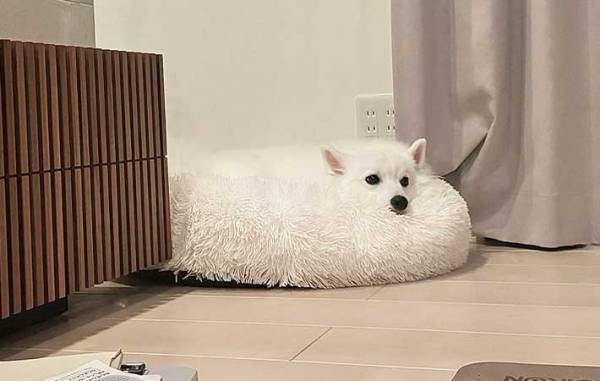 『１２万人』が爆笑！　クッションに収まった愛犬の姿が…