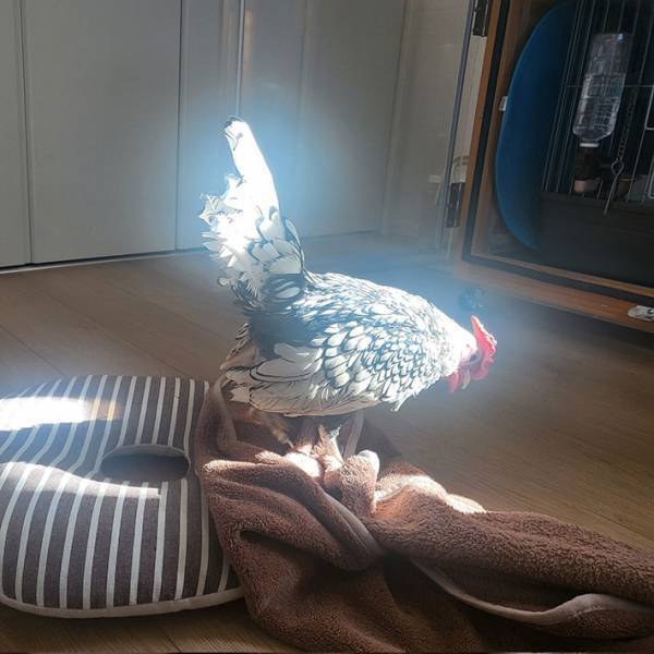 困惑する飼い主　ニワトリの様子が…「こんなの初めて」