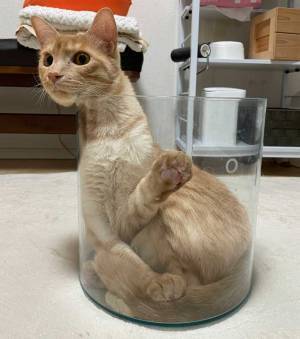 猫の姿が理解不能すぎた…　１枚の写真に「謎の生き物すぎる」「恐竜かな？」