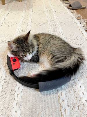 飼い主を困らせる猫　体の下を見ると…「笑っちゃった」「ジャストフィットしてる」