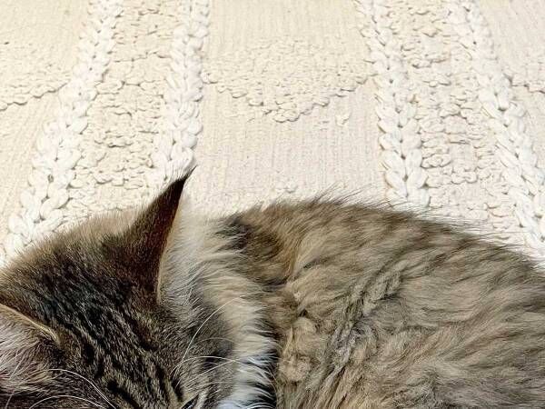 飼い主を困らせる猫　体の下を見ると…「笑っちゃった」「ジャストフィットしてる」