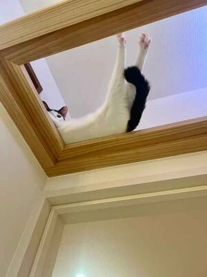 猫の写真