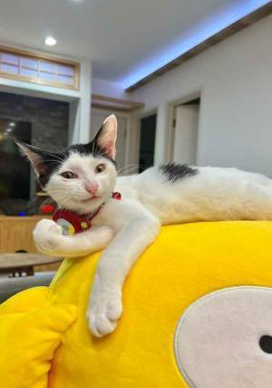 ぬいぐるみの上で？　猫の１枚に「笑った」「スナックのママかよ」