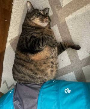 飼い主「本当に期待を裏切らない」　動けなくなった猫に「笑いすぎて腹筋崩壊」