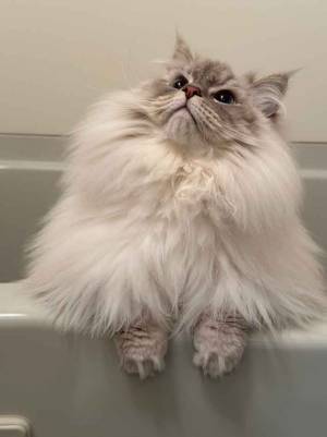 お風呂にいれると？　猫の２枚に「笑った」「綿あめかよ」