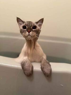 お風呂にいれると？　猫の２枚に「笑った」「綿あめかよ」